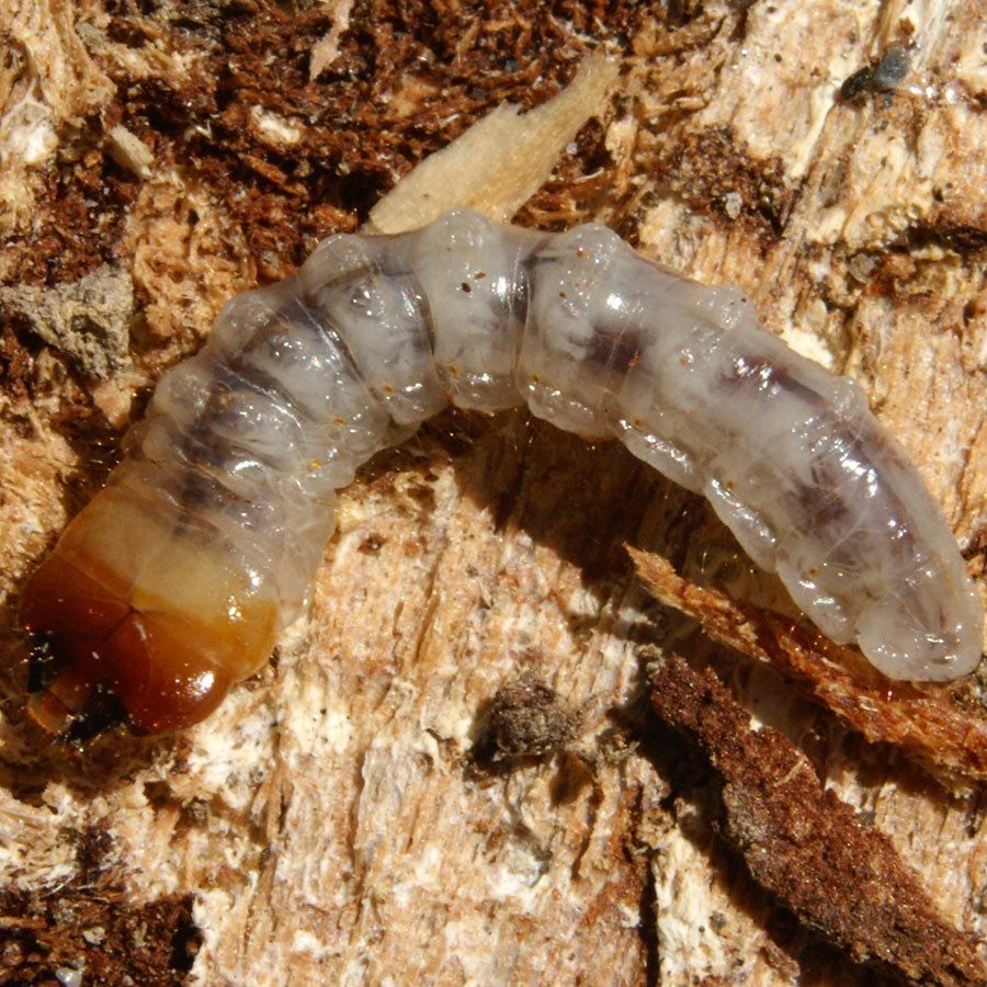 Larve xylophage dans une charpente à Pessac